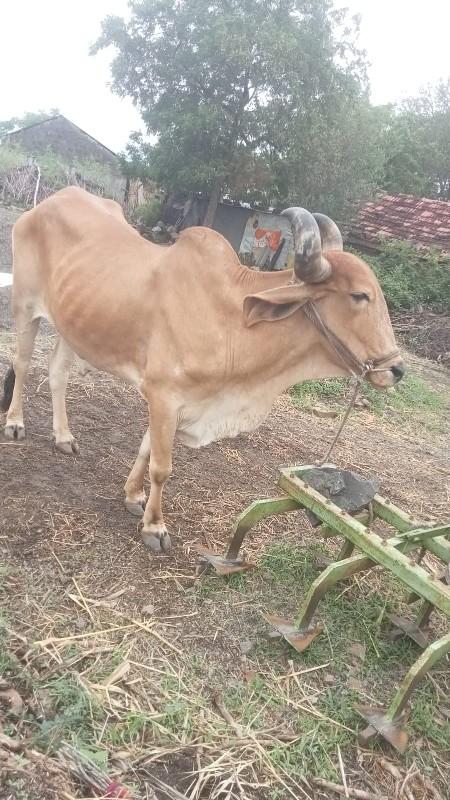 थंबनेल 2