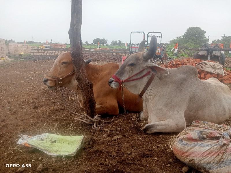 થંબનેલ 3