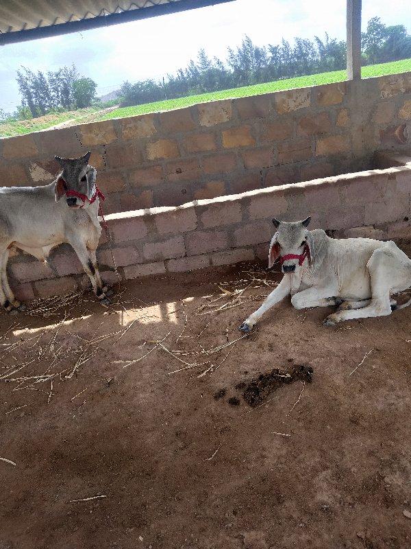 એક વર્ષના વાસડા છે વેચવાના છે