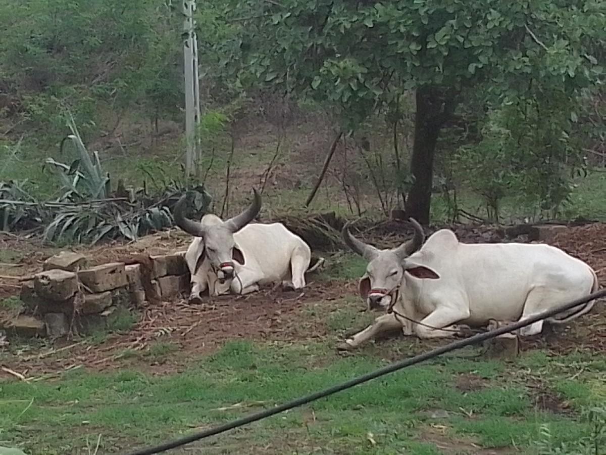 थंबनेल 3