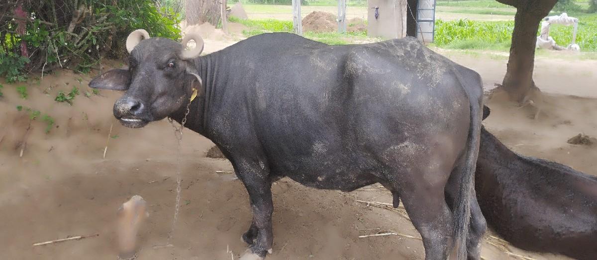 થંબનેલ 2