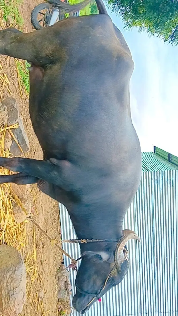 थंबनेल 2