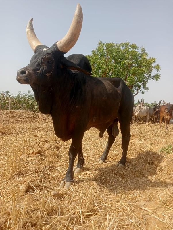 આ આંખો વેચવાનો