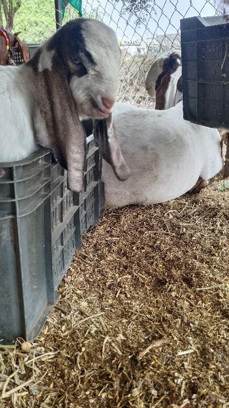 હૈદરાબાદી બોકડો આપવાનો છે 10 દિવસ