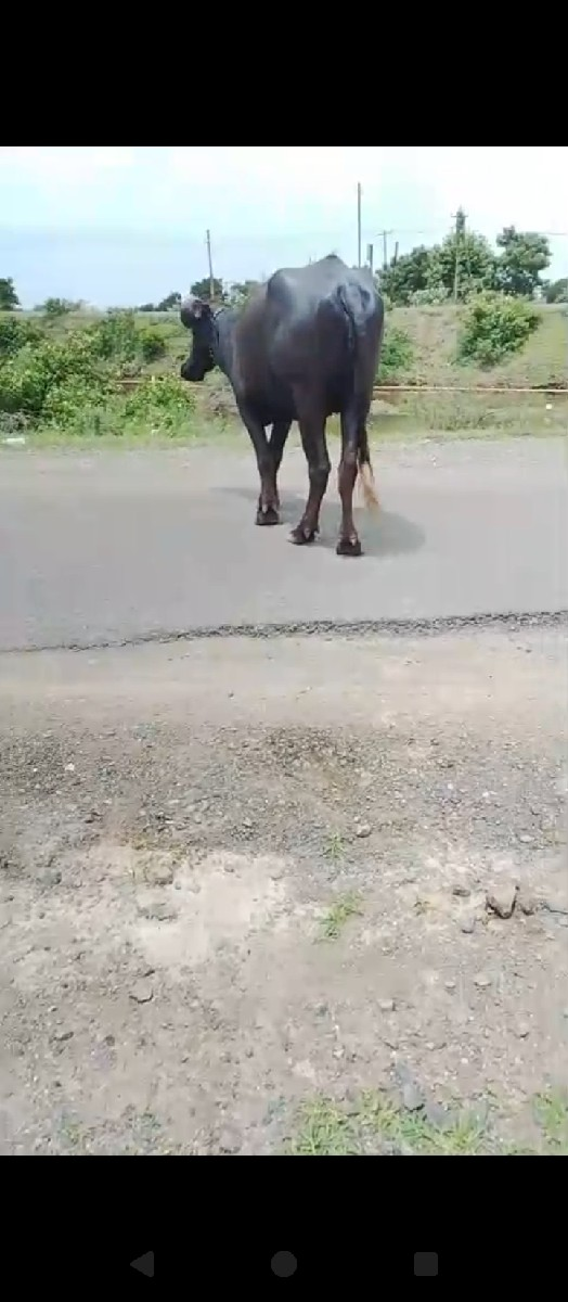 ભેંસ વેચવાની છે