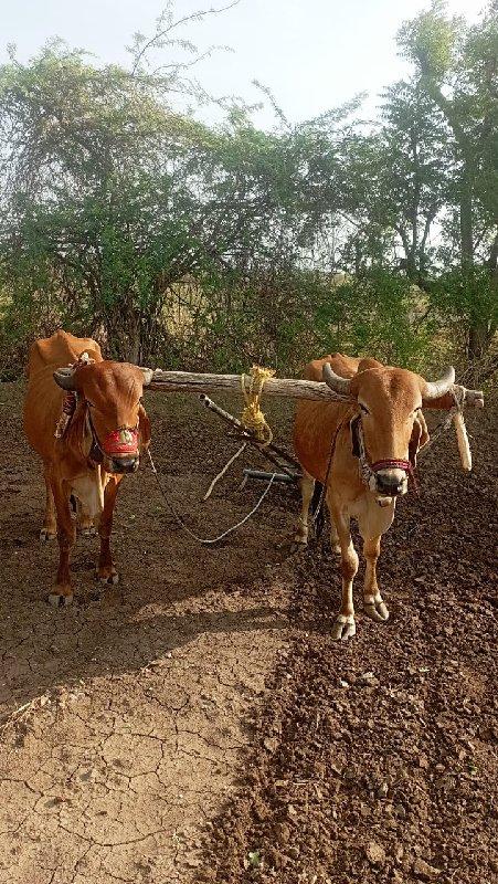 થંબનેલ 3