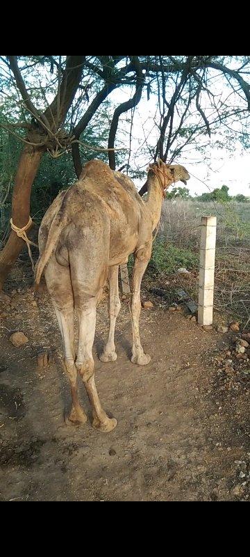 જગદીશ ભાઈ