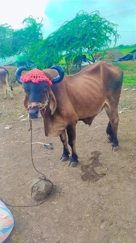 थंबनेल 2