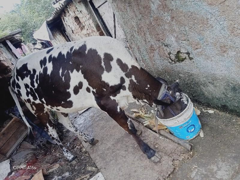 थंबनेल 3