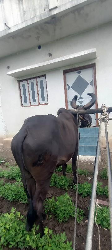 બળદ વેચવાનો છે