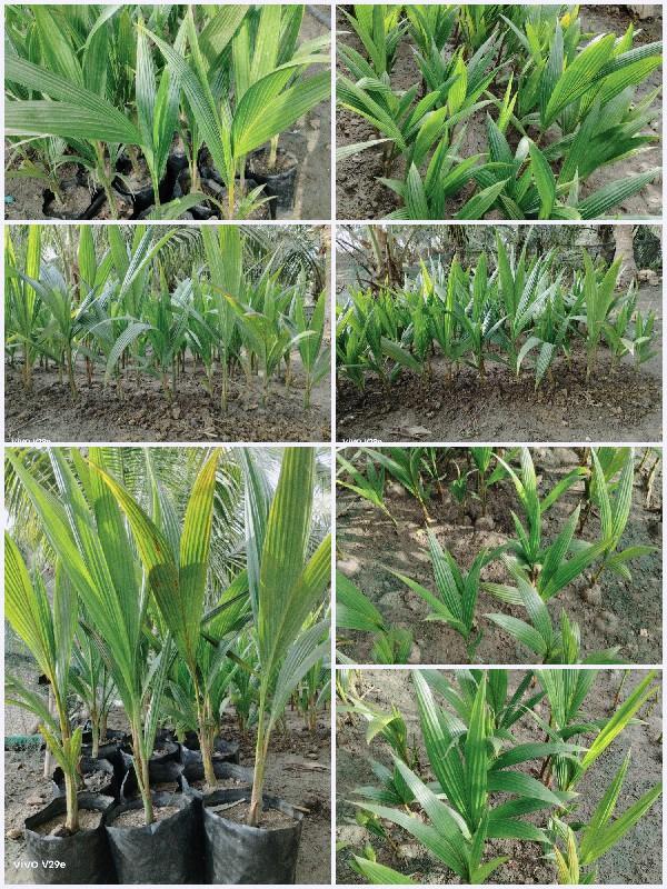 નારીયેળી ના રોપા 🌴