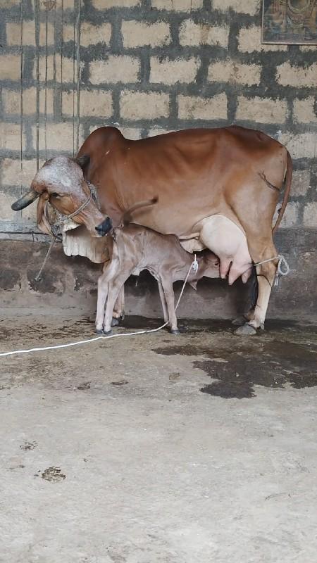 થંબનેલ 2