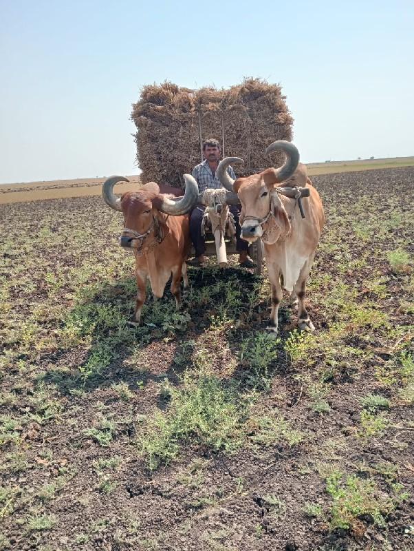 બળદ વેચવાના છે