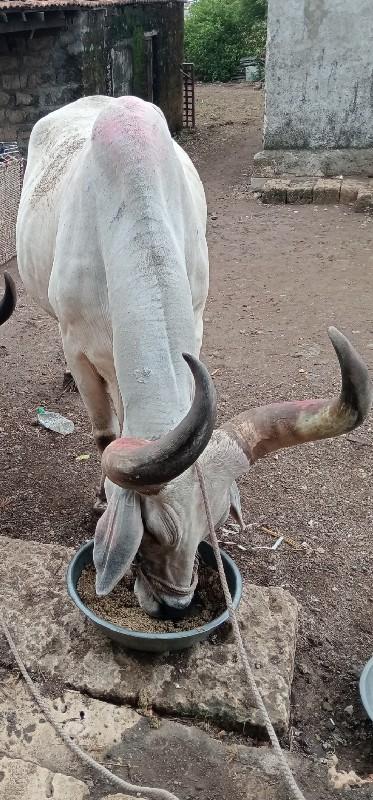 थंबनेल 2