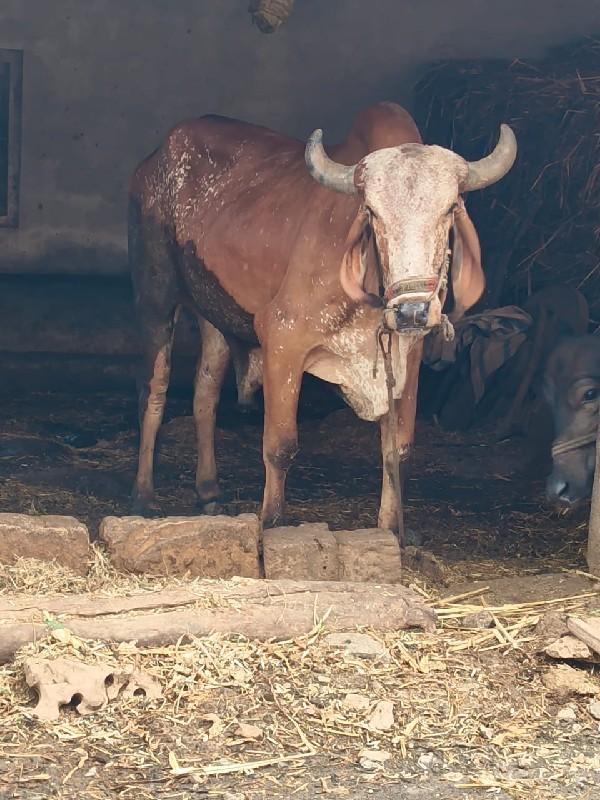 બીજી ધર્મનો બળદ કાબરો