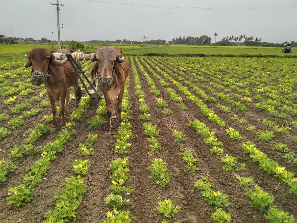 गोधला वेचवाना छे