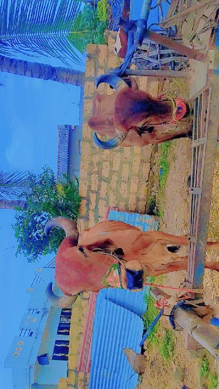 Bharat 5 Mitra Nageshwar Nache