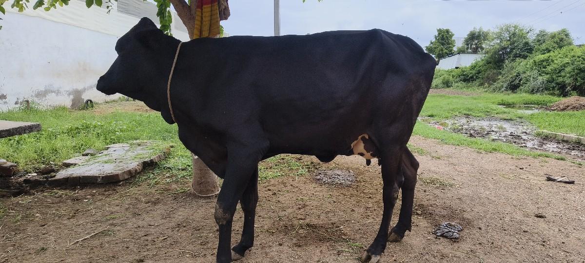 ગીર ક્રોસ ગાય વેચવા ની છે