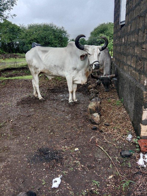 ગોઢલો વેચવાનો છે