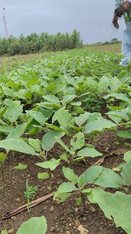 થંબનેલ 2