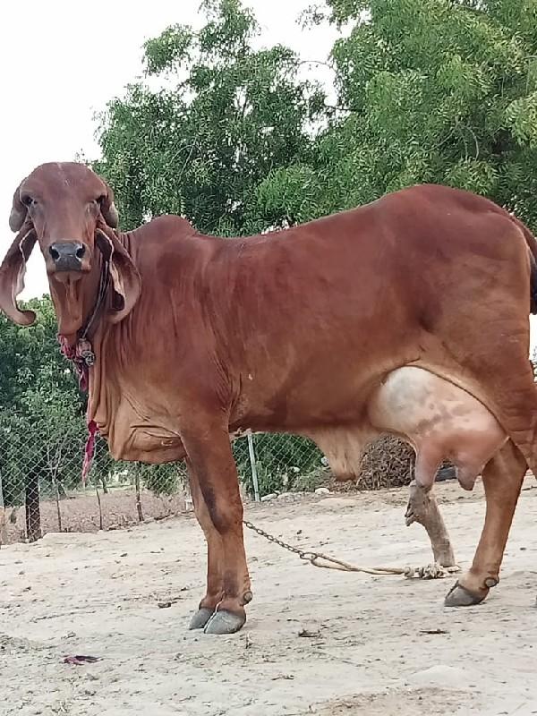 ગોવાળ જોઈએ છે