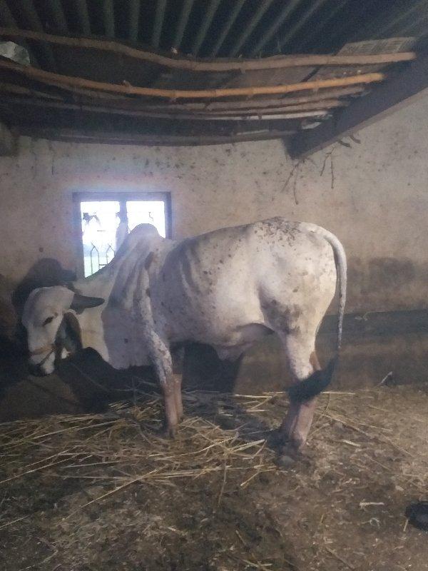 આવો.લેવાનો.સે