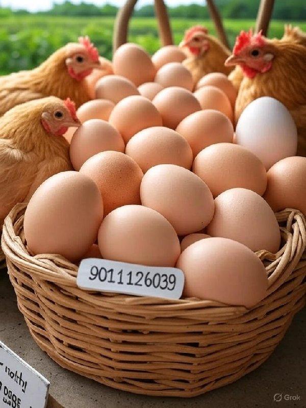 🐓 नैसर्गिक गावरान अंडी आणि कोंबडी