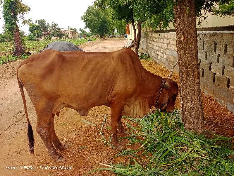 थंबनेल 3