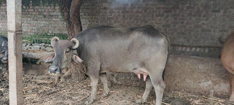 થંબનેલ 3