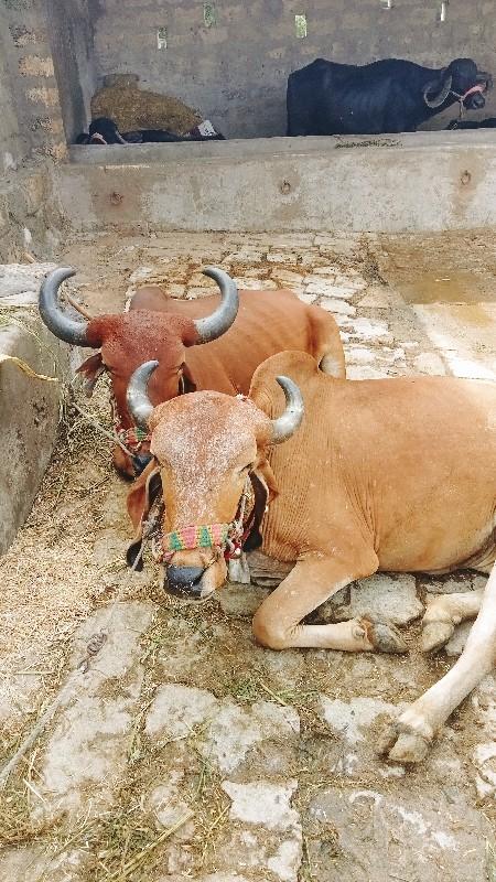 બળદ વેચવાના છે