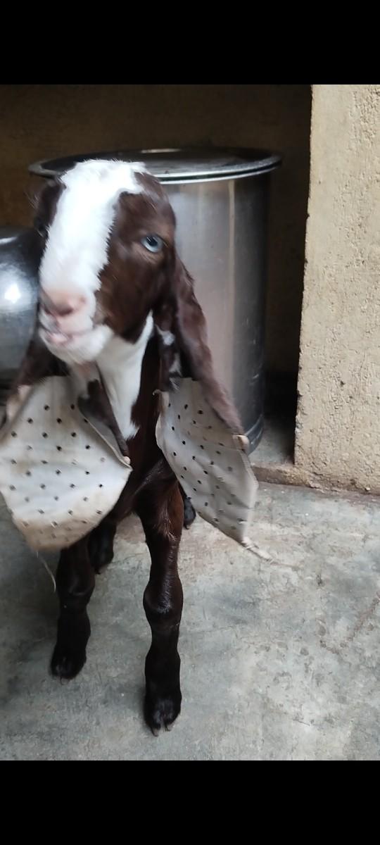 હૈદરાબાદી બોકડો