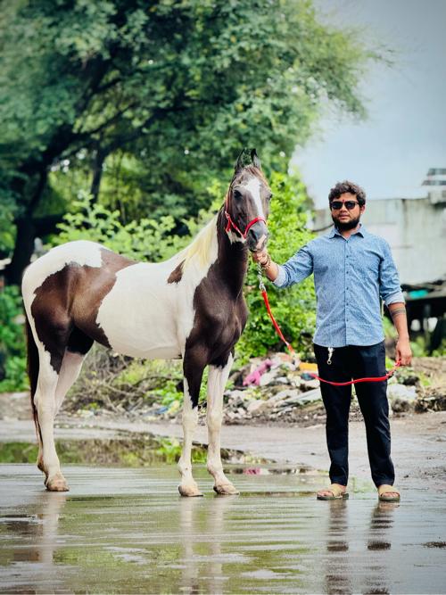 थंबनेल 2