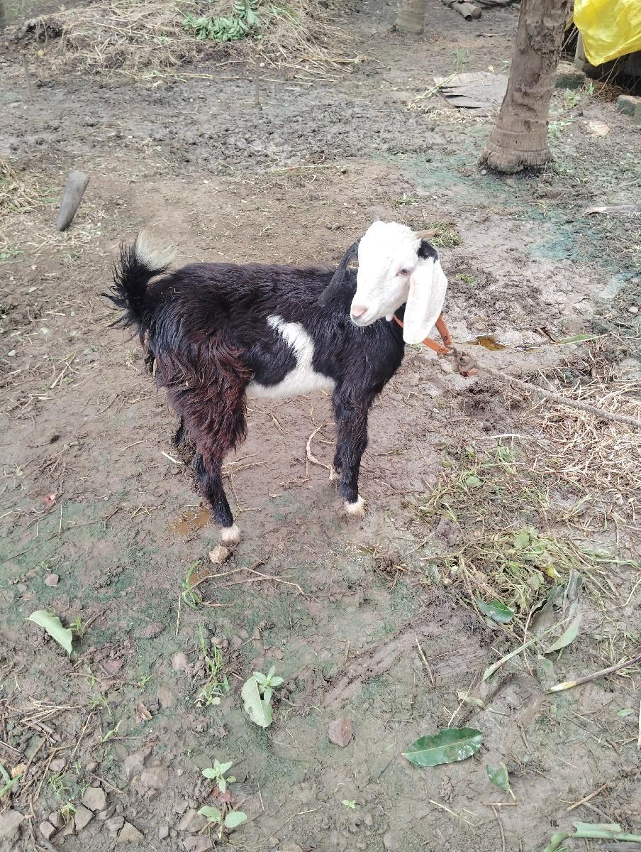 બચી વેચવાની છે ગુલાબી ટાઈપ છે