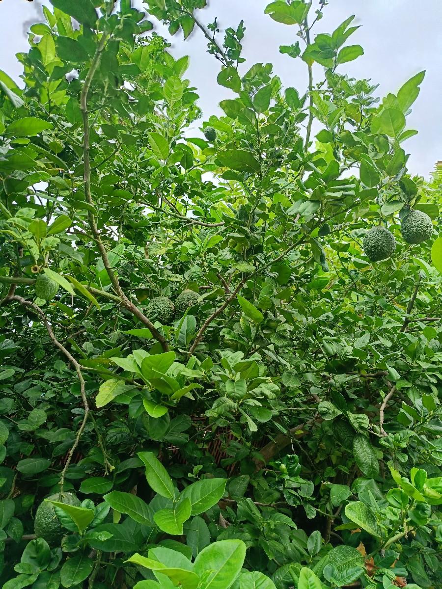 બીજોરું (પથરીના દુખાવા થી રાહત