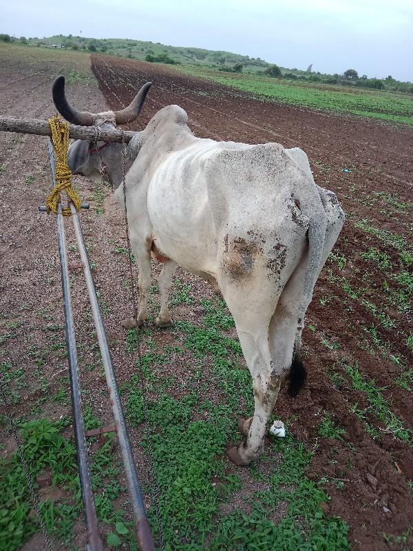 બળદ વેચવાનો છે