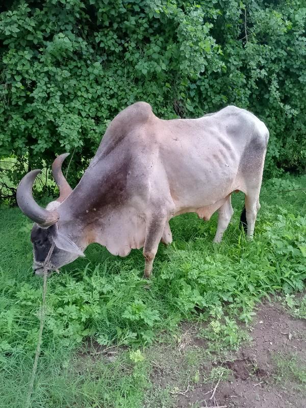 બળદ વેચવાનો છે