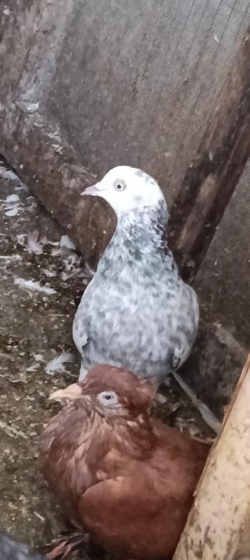 थंबनेल 2