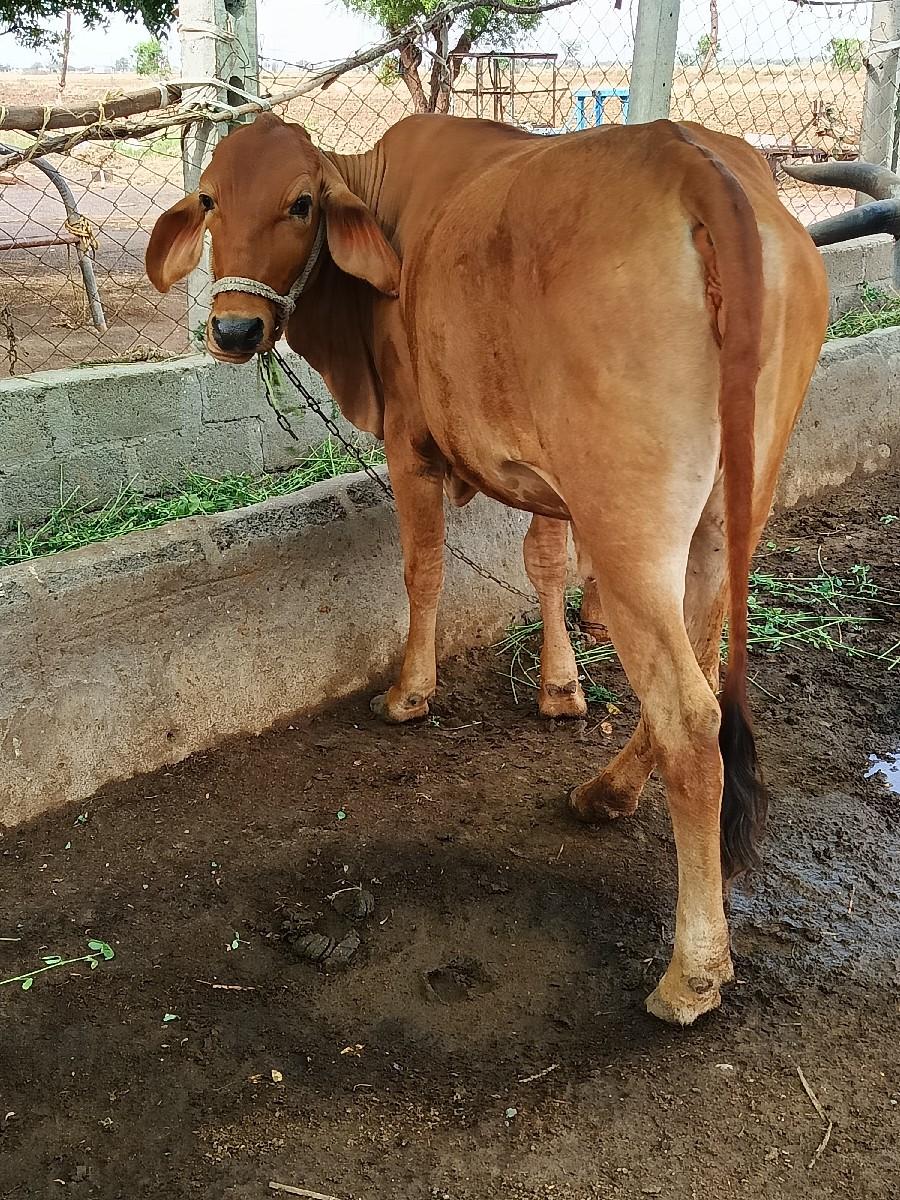 વોણકી વેચવાની છે