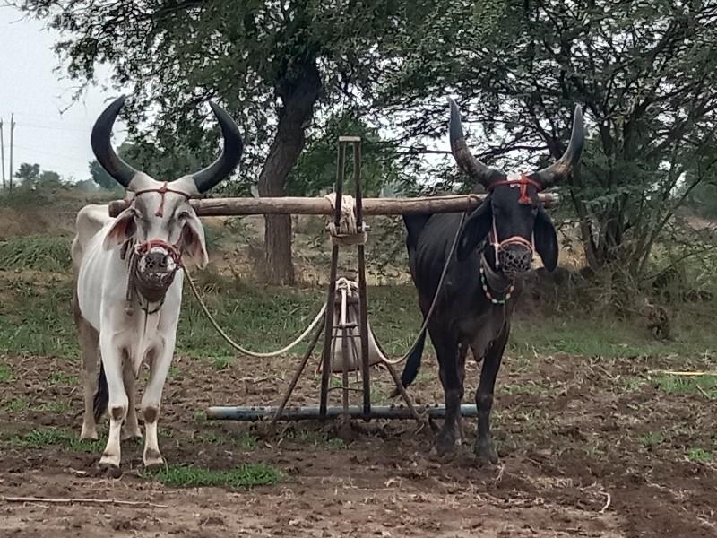 થંબનેલ 2