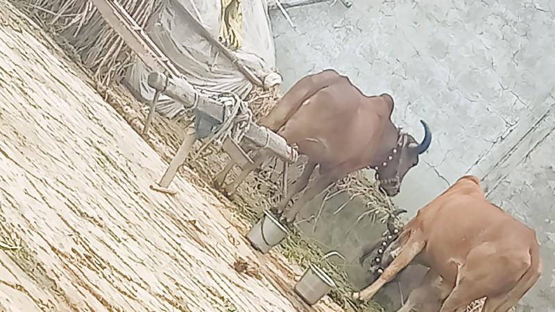 બળદ વેચવાના છે