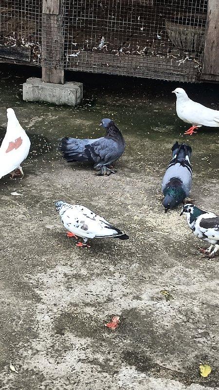 थंबनेल 3