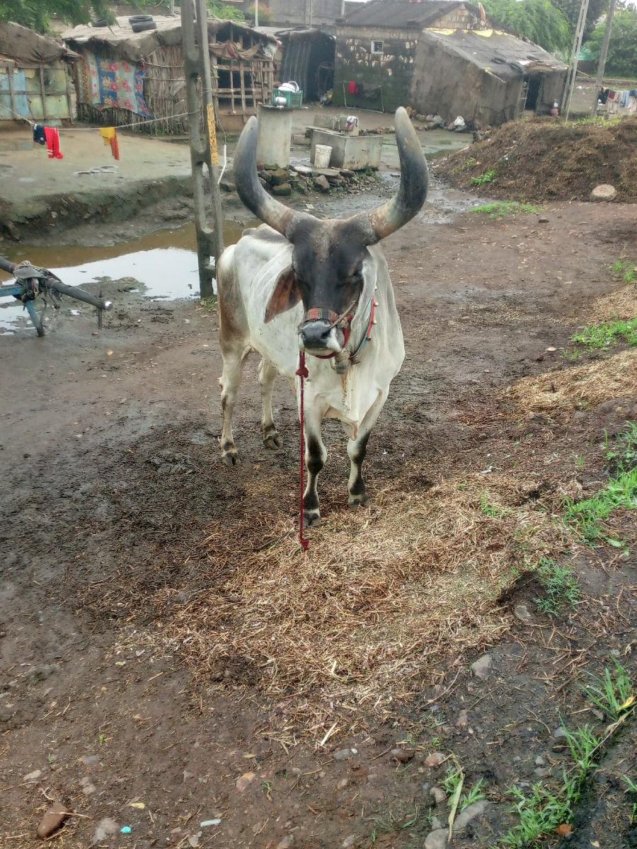 थंबनेल 2