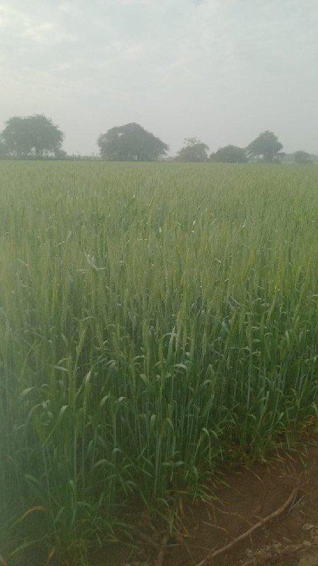 ખેતિનિ જમિન વેચવાનિ છે.