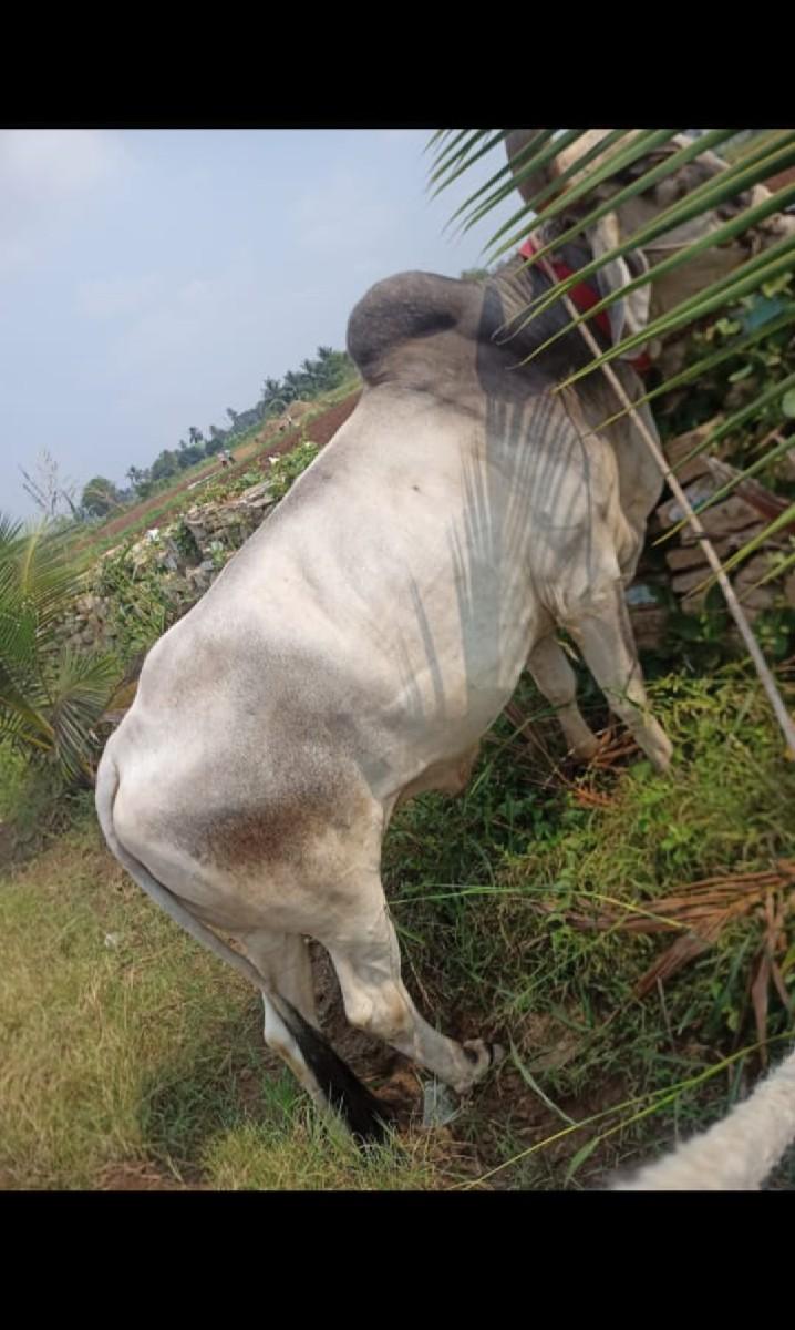 બળદ વેચવાના છે