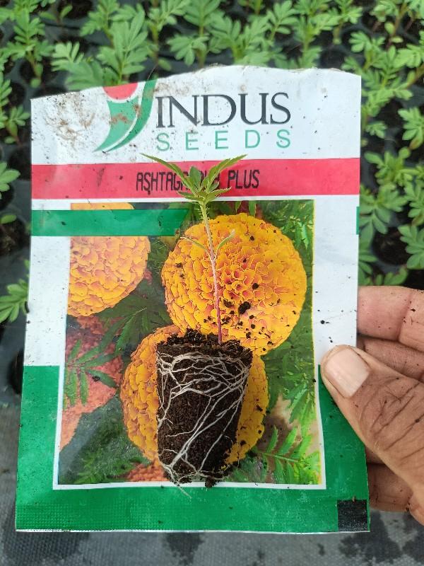 ગલગોટાના રોપા વેચવાના છે