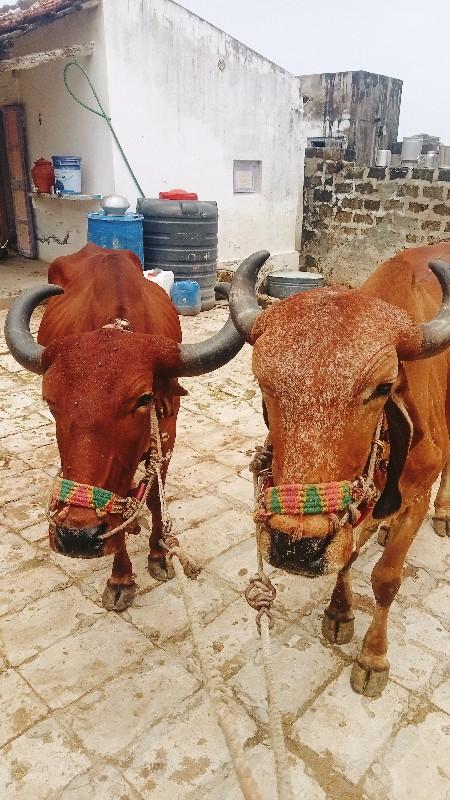 थंबनेल 2