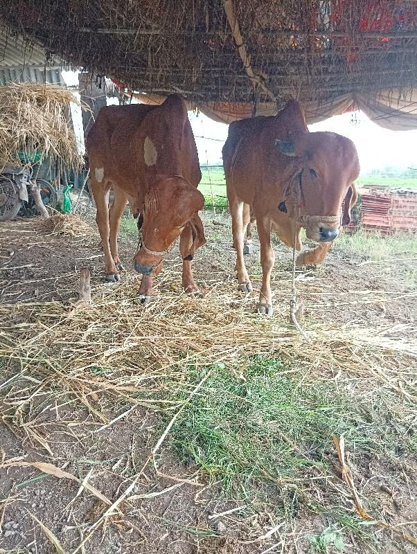 દેશી બળદ વેચવાના છે