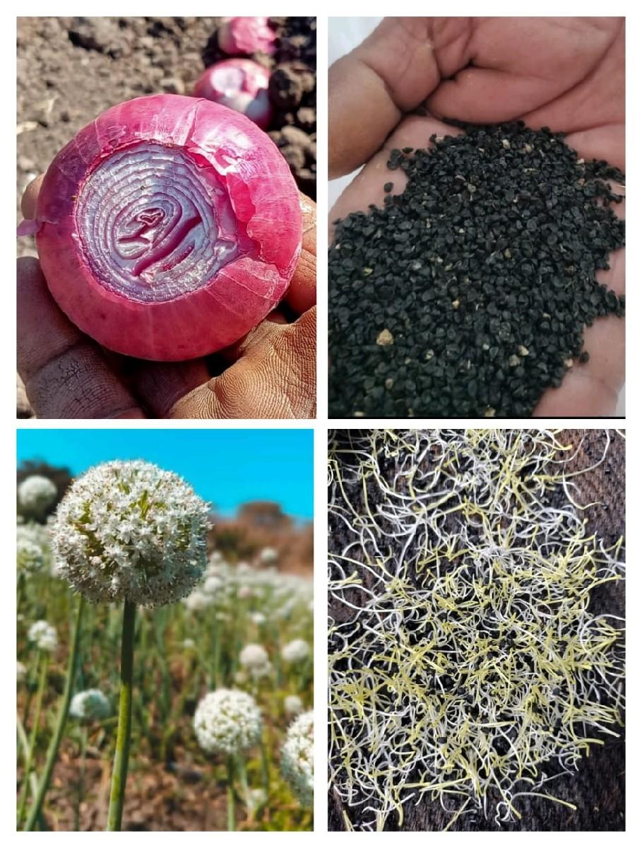 ડુંગળી નુ બી વેચવાનું છે