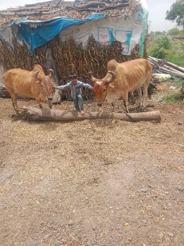 थंबनेल 2