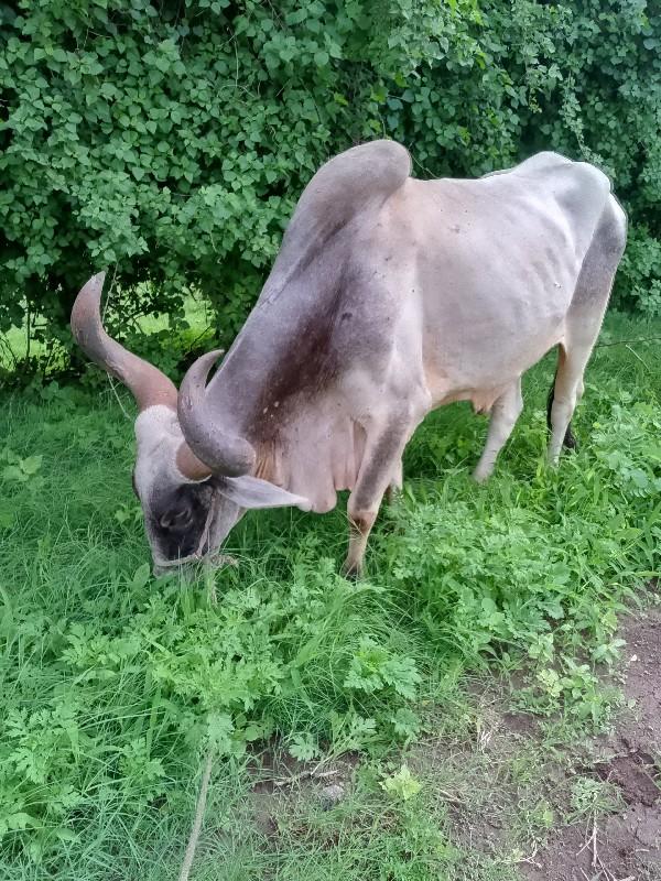 થંબનેલ 3